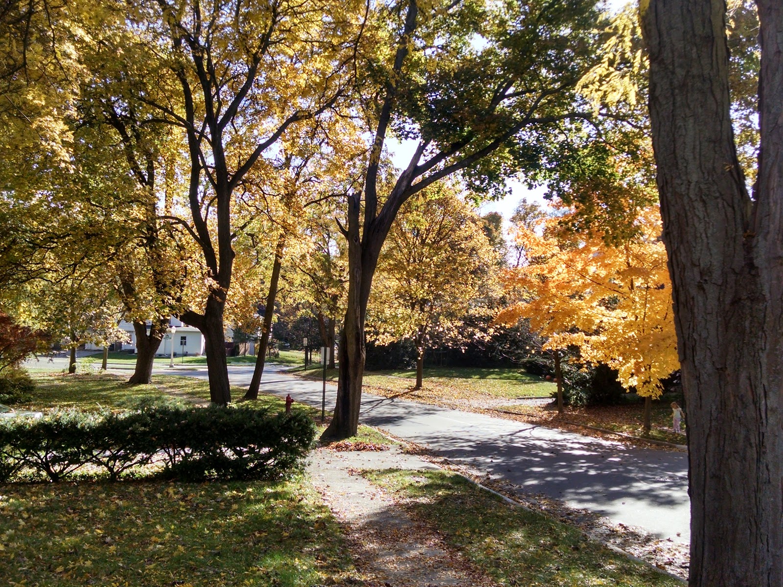 Ehinger Park in East Lansing