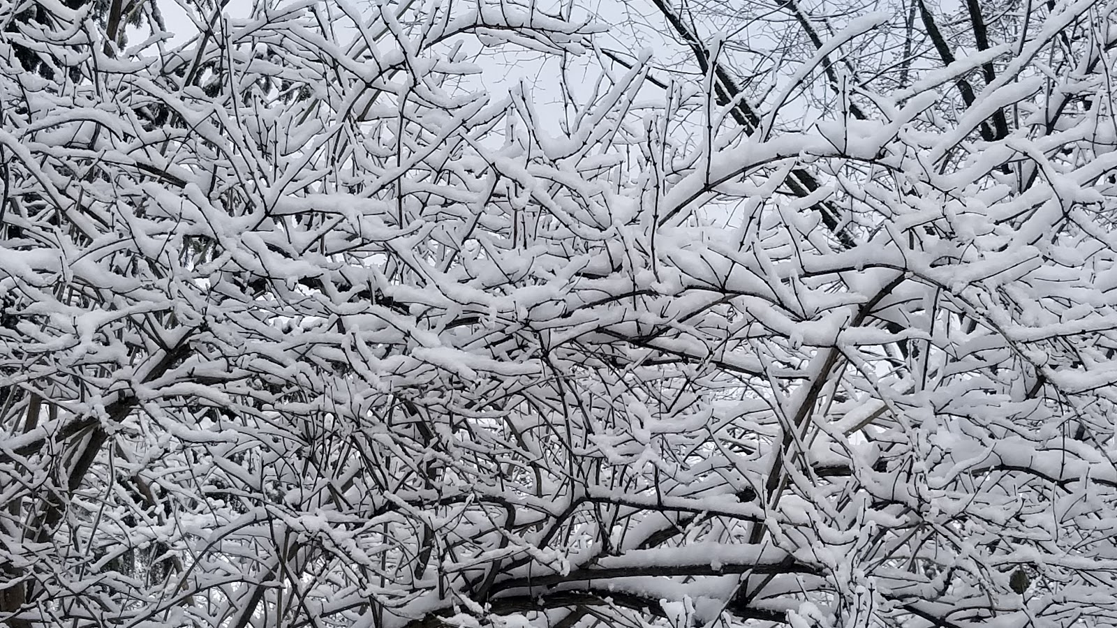 Glenhaven Park in East Lansing