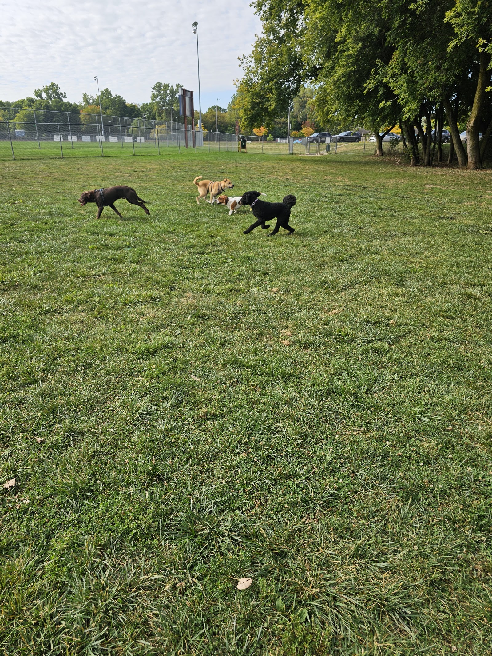 Northern Tail Dog Park in East Lansing